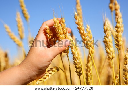 Child's hand holding wheat