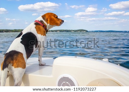 Beagle standing on the back of a boat looking out over the water