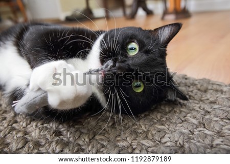 Black and white tuxedo cat playing with a catnip mouse
