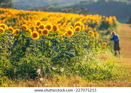 Sunflower field with man in background taking pictures