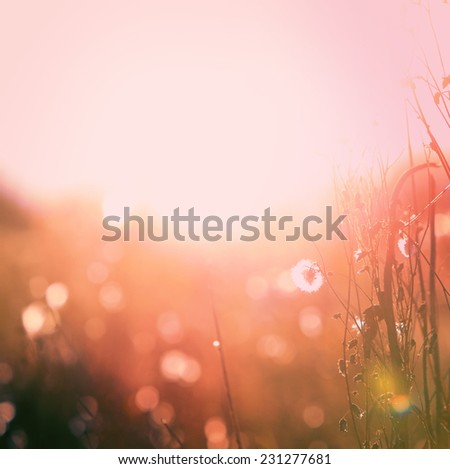 Autumn grass and wildflower background. Instagram effect