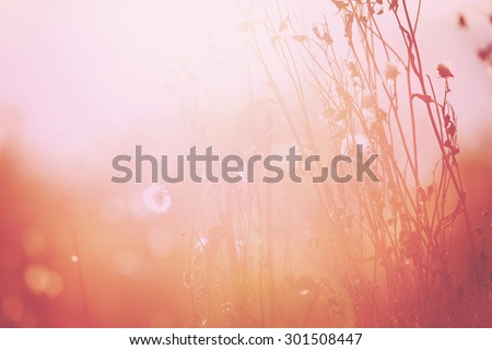Autumn grass and wildflower background. instagram effect. Shallow focus