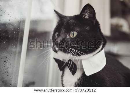 Black and White tuxedo cat wearing a bowtie looking out a window