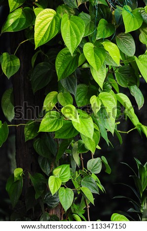 Betel leaf, betel nut consumption.