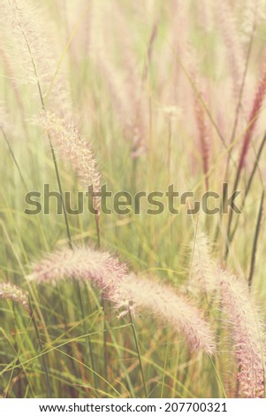 feather grass vintage color