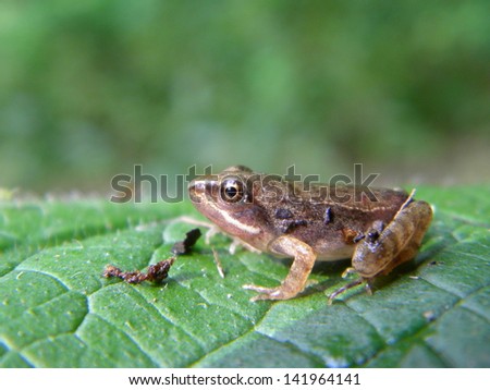 A very little European common frog on a green leaf