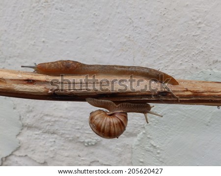 A slug up and a snail down