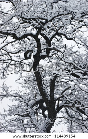 The snow on the black tree with beautiful curved branches