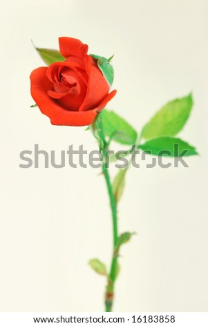 stock photo : Beautiful red rose bud on light yellow background.