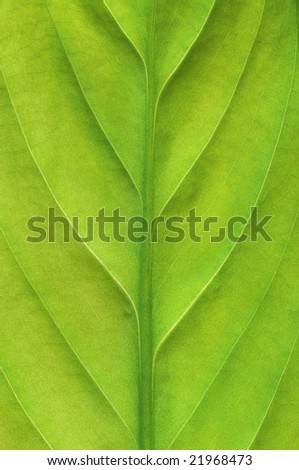 Detail of structure of a vivid green leaf.