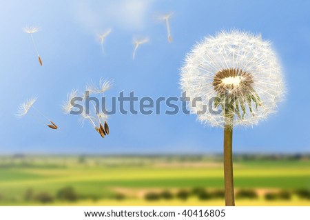 Seeds of dandelion flying in wind on bright blue sky.