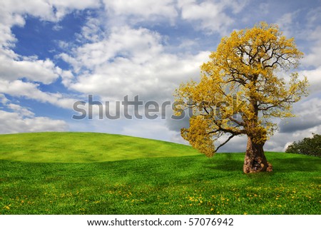 Old oak tree in the field with blue sky and white clouds.