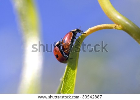 mating lady bugs