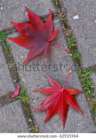 maple of japan two leafs on sidewalk