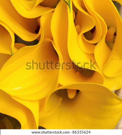 yellow Zantedeschia