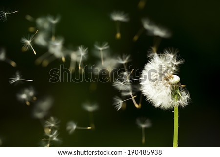 Dandelion seeds in the morning mist blowing away across a dark background