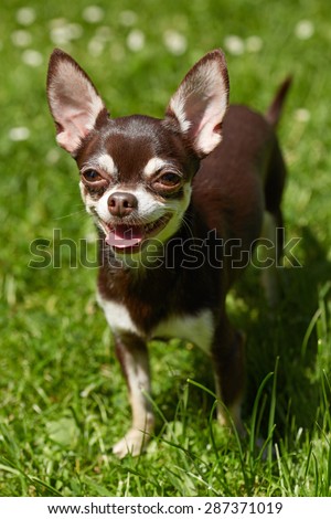 a cute chihuahua with a big smile