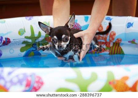 Chihuahua goes to bathe