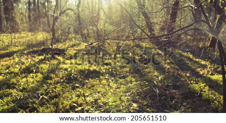 Sunlight  through spiderweb on trees and branches