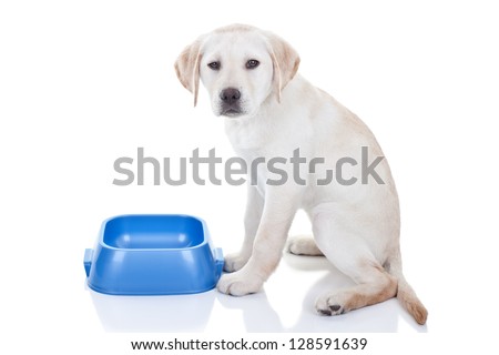 stock photo : Funny hungry Labrador retriever puppy dog gives attitude and upset expression since no food in bowl - isolated on white background