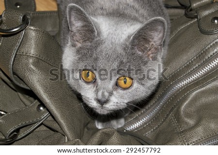 Beautiful grey british shorthair kitten with adorable orange coloured eyes (love, pet background)