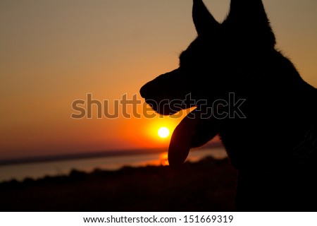 dogs silhouette at sunset in the field
