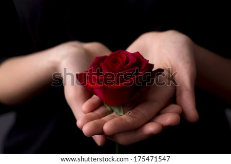 beautiful red rose on the girl\'s hand on a black background