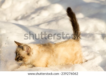 Little cat walks on clean white snow
