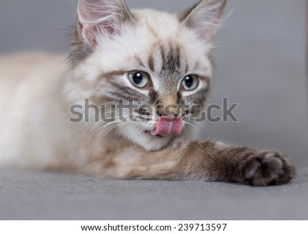 Portrait of a little kitty licks merry