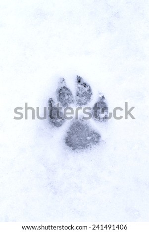 footprint dog in the snow