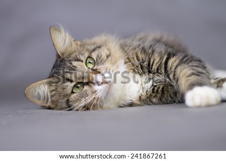 Portrait of a beautiful fluffy lying sleepy  cat