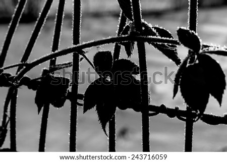 Blackberry vines silhouette on the fence in winter