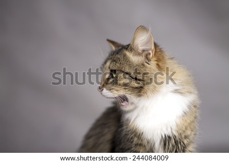 beautiful cat with an open mouth licked and looking away