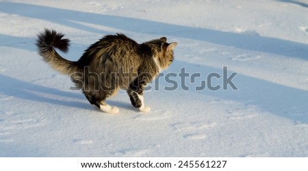 Scared beautiful cat in the snow