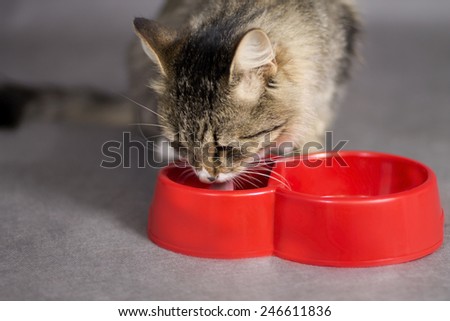 fluffy beautiful cat drinking from a bowl of red tongue hanging out