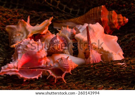 seashells entangled in fishing nets on the sand