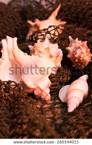seashells entangled in fishing nets on the sand