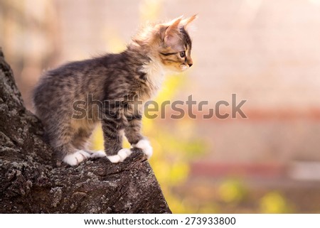 small fluffy kitten sitting in a tree