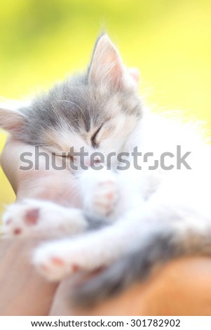 little  sleeping kitten in the hands of girl