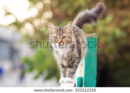 Cat walks on the fence
