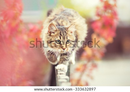 Cat walks on the fence