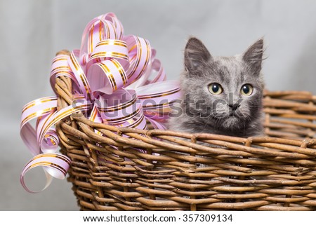 Kitten sitting in a wicker basket and looking up - on a gray background