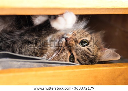 cute red cat lying in the closet on the shelf with things