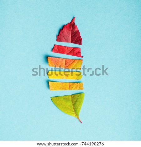 Creative layout of colorful autumn leaves, season concept, gradient of warm shades of fall with parts of leaf