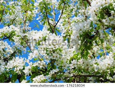 The luxuriant flowering pear tree with a lot of beautiful white gentle flowers