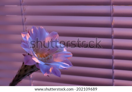 Beautiful flower of the cactus at dawn, standing at the window in front covered on the background blinds