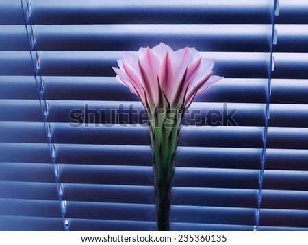 Beautiful pink cactus flower at dawn, standing in front of the closed window blinds