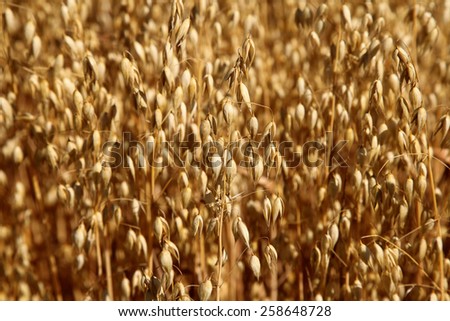 Oat field. Spikes oat closeup on a gold background.