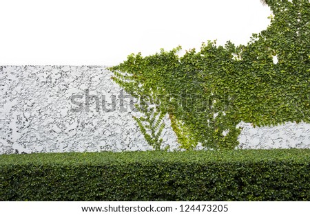Tree Creep on Emboss Wall with Copy Writing Space