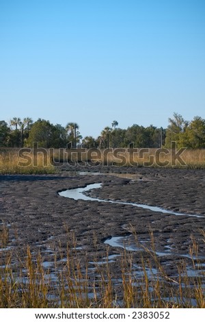 The Florida swamp hammock at low tide makes for some colorful mud flats.